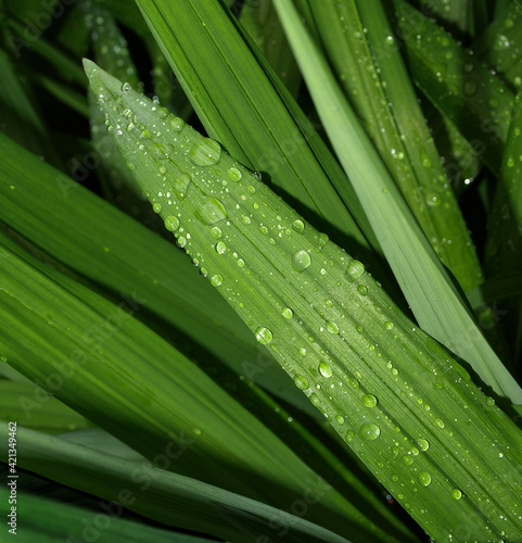 Water droplets on the plant stem