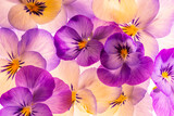 pansy flower -  flower background close up