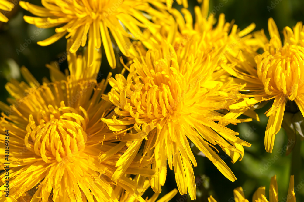 fresh yellow dandelions in the field fresh yellow dandelions in the field