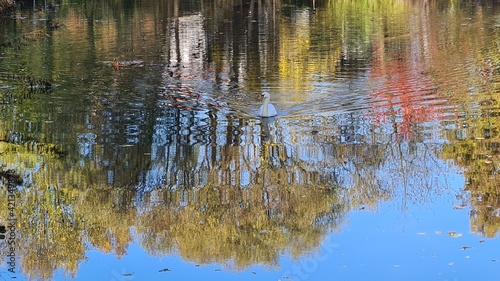 Cuadro en lienzo a swan swimming towards the viewer on a lake with reflections of colorful trees