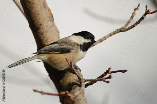 Black-Capped Chickadee Sitting On A Branch Singing