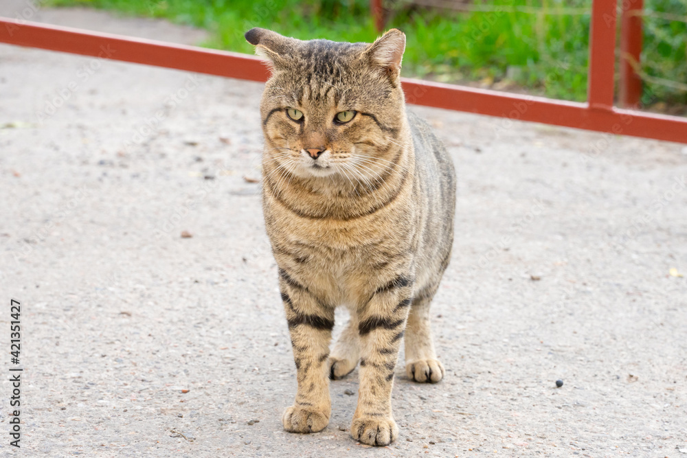 homeless tabby cat on the street. portrait of big cat homeless tabby cat on the street. portrait of big cat