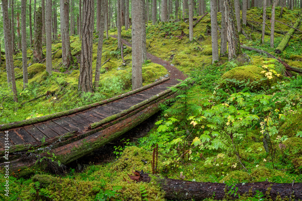 USA, Washington State, Olympic National Forest. Panoramic of Lower Dungeness Trail in forest. USA, Washington State, Olympic National Forest. Panoramic of Lower Dungeness Trail in forest.