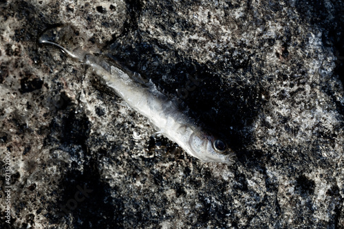 Close up shot of a dead stickleback fish on a rock photo