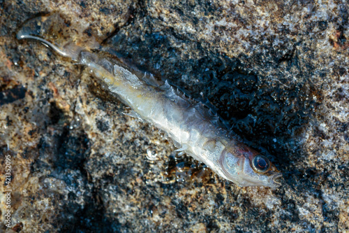 Close up shot of a dead stickleback fish on a rock photo