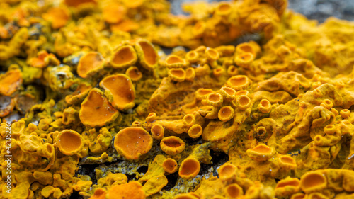 Close up of yellow lichen