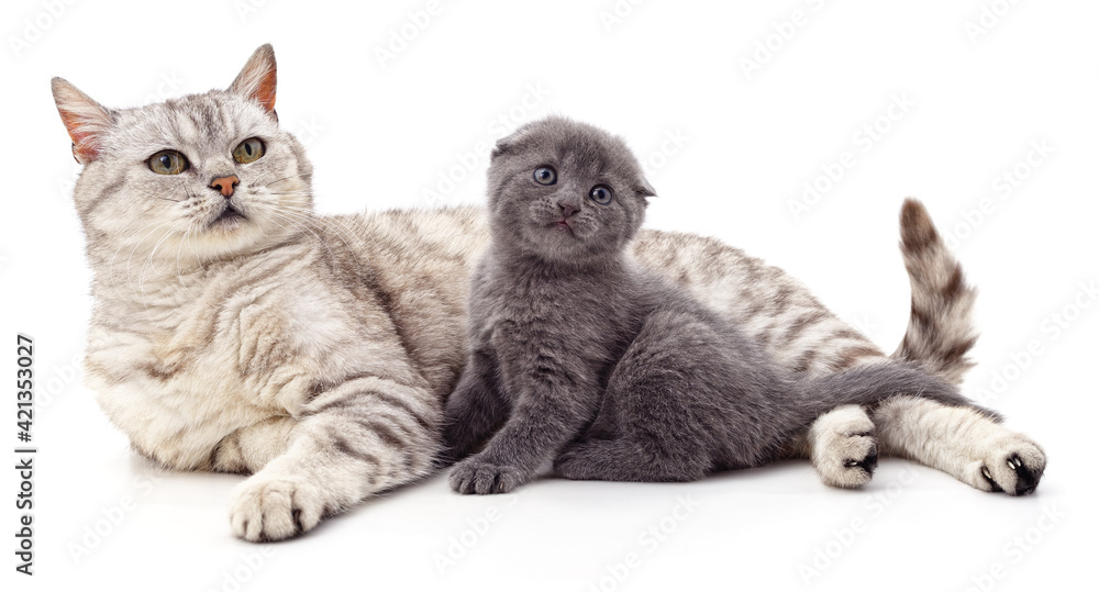 Cat with gray kitten.