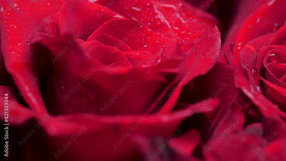 red rose flower 4k red rose flower 4k