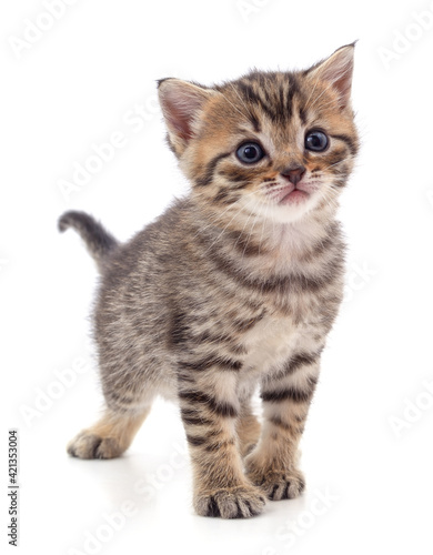 One small striped kitten.