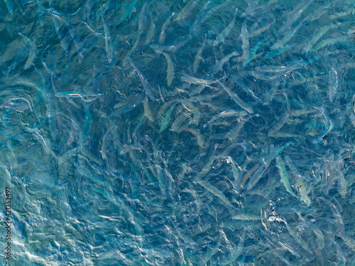 Fish farm for breeding for rainbow trout and salmon fry in net cages. Concept aquaculture pisciculture