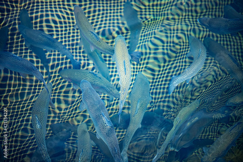 Cuadro en lienzo Fish farm, rainbow trout in nets for growing and breeding