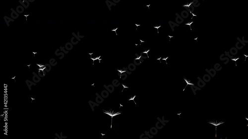 In spring and summer, dandelion seeds fly upwards, Use it to enhance any video presentation or animation movie or Cinematic clips or film project, Isolated by Alpha channel (transparent background)