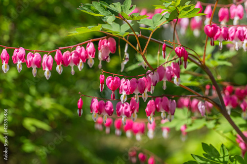 Close-up flowers of a bleeding heart Dicentra Spectabils photo