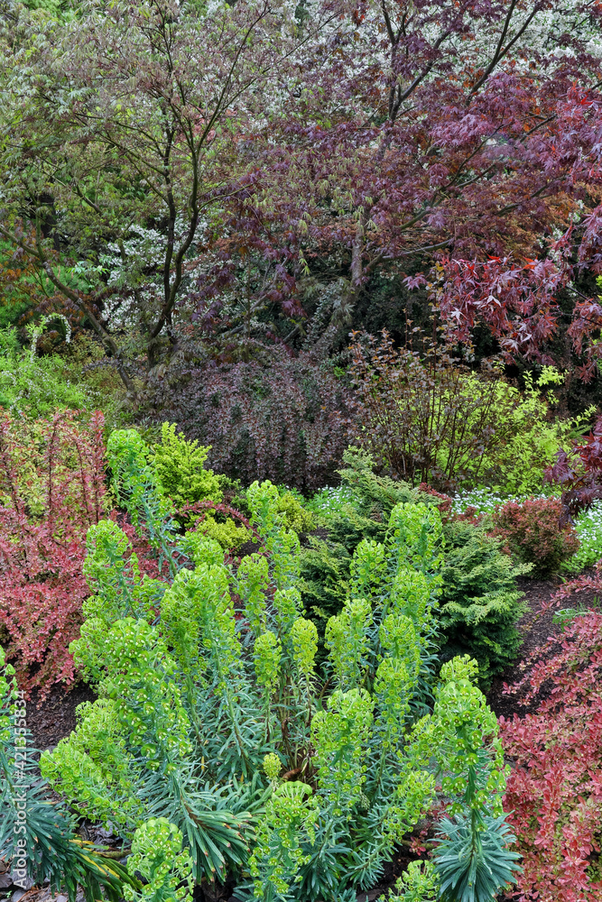 Spring color with deer proof shrubs and trees, Sammamish, Washington State.