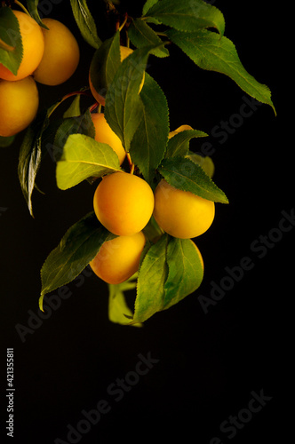 tree branch with bright yellow fruits