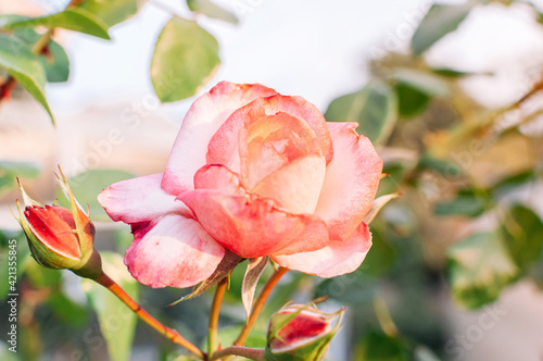 One large close-up of a pink rose in the sun at sunset. Pink and white rose bushes blooming in the garden. Caring for rose bushes and shrubs. Copy space