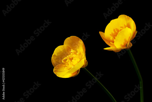 two bright yellow flowers on black background
