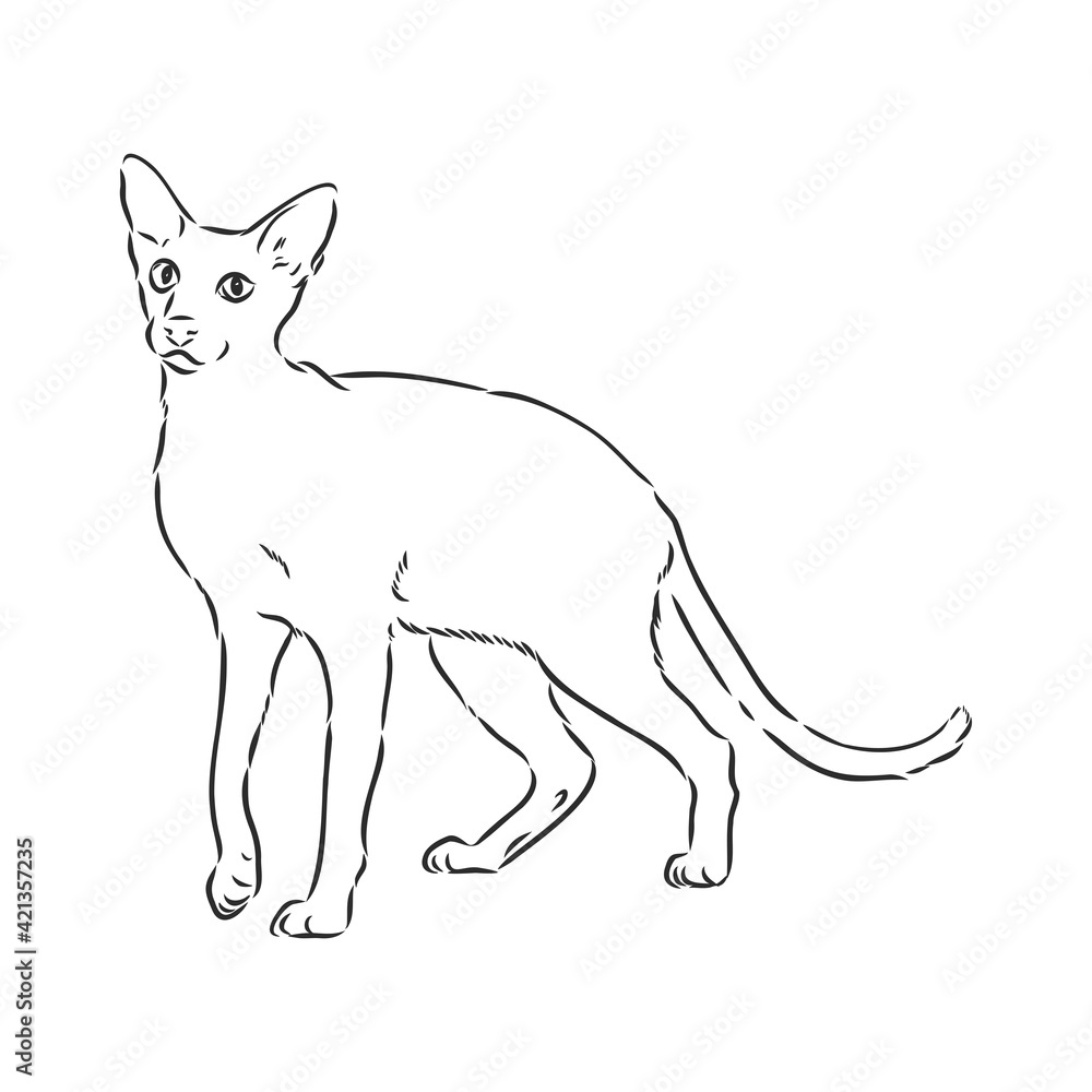 Oriental Shorthair cat. Hand drawn style print. Vector illustration. Oriental Shorthair cat. Hand drawn style print. Vector illustration.