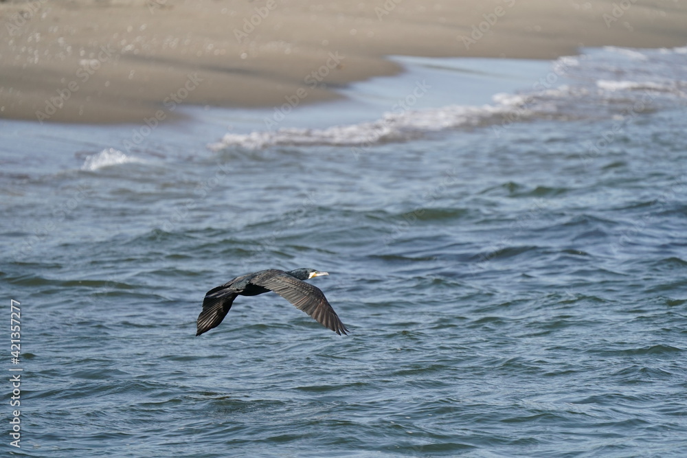cormorant in the sea