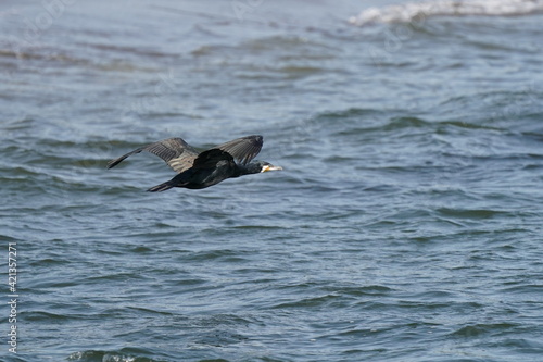 cormorant in the sea