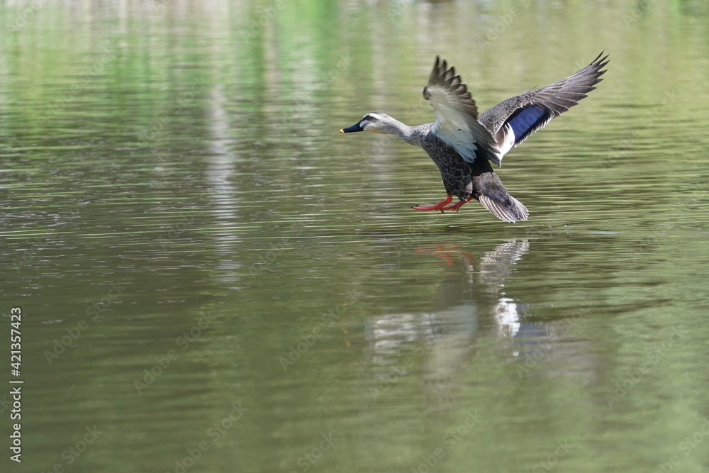 eurasian spot billed duck in flight eurasian spot billed duck in flight