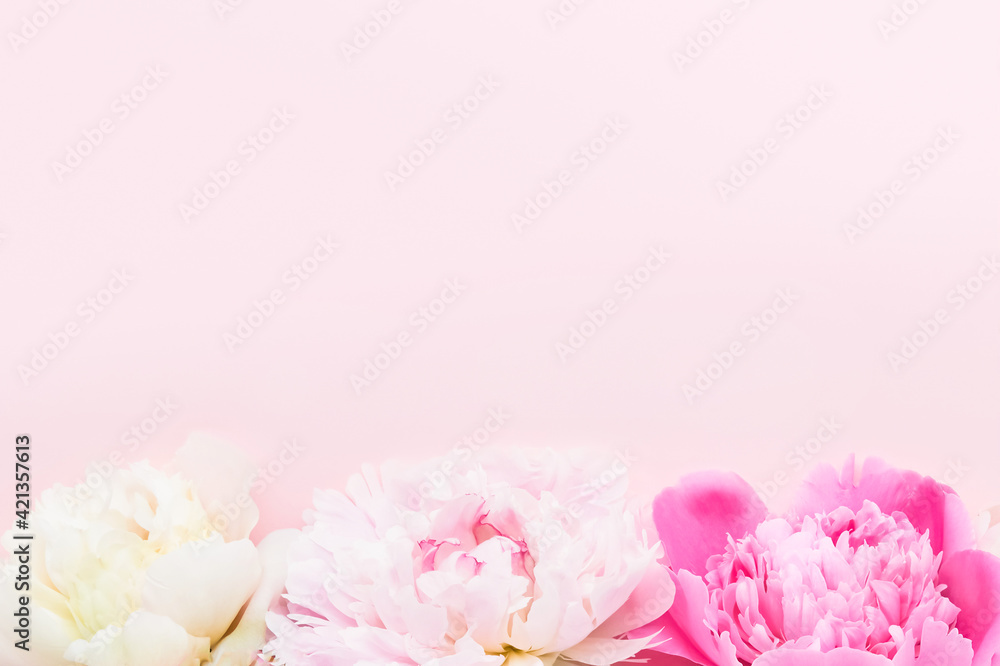 Pink and white peonies on pink background. Birthday, Valentines Day, Mother's day concept. Pink and white peonies on pink background. Birthday, Valentines Day, Mother's day concept.