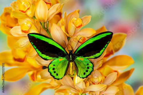 Black and green birdwing butterfly, Ornithoptera priamus, on large golden cymbidium orchid photo