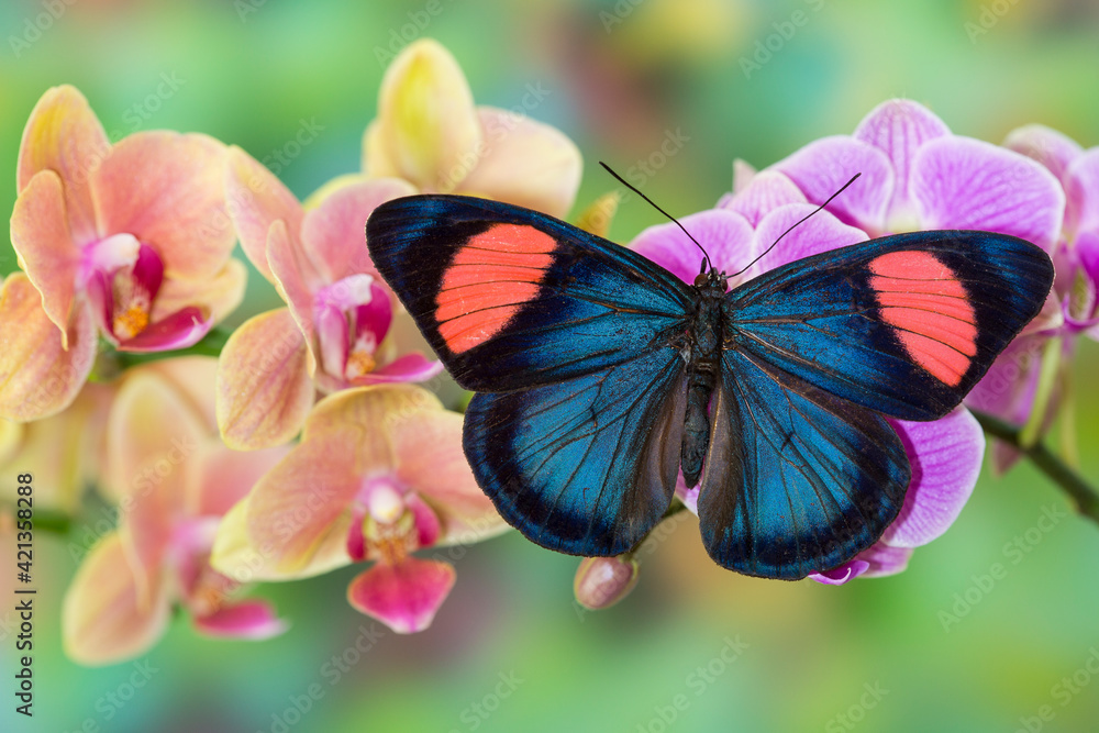 Moth orchid, Phalaenopsis and tropical butterfly, Batesia hypochlora Moth orchid, Phalaenopsis and tropical butterfly, Batesia hypochlora