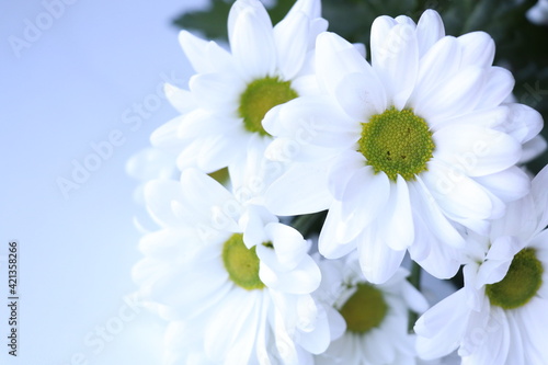 White flowers with a green center 
