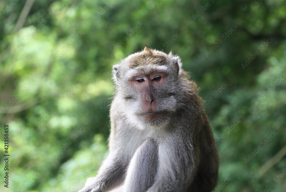 Wild monkey Wild monkey