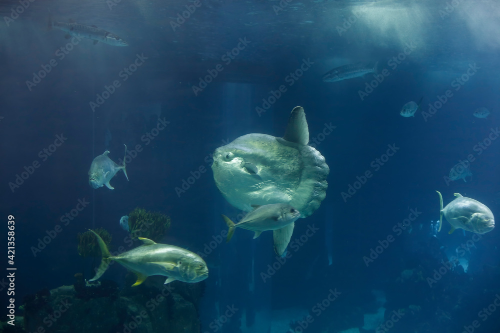 Fototapeta premium Aquarium sunfish swimming