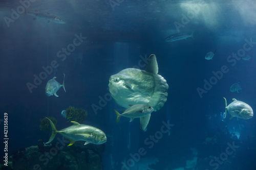 Aquarium sunfish swimming