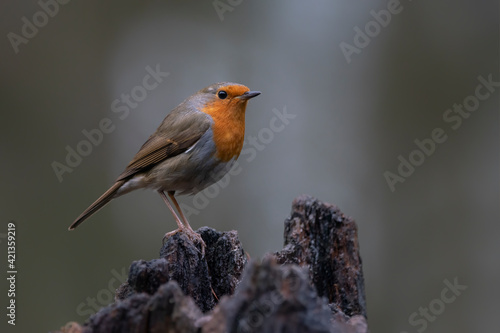 European Robin (Erithacus rubecula) on a tree trunk in the forest of Overijssel in the Netherlands. 