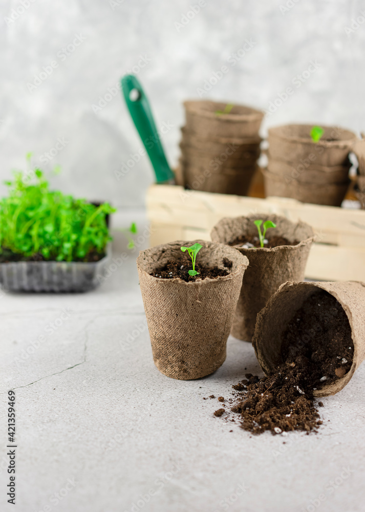 Transplanting seedlings into peat pots in spring. Vertical orientation Transplanting seedlings into peat pots in spring. Vertical orientation