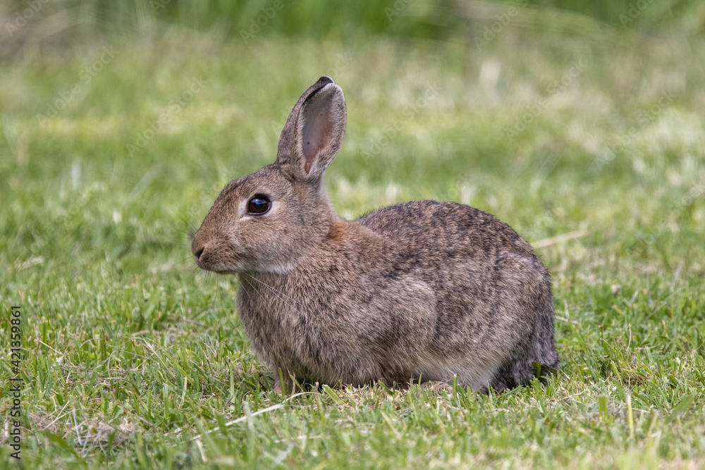 Australian Feral Rabbit in field Australian Feral Rabbit in field