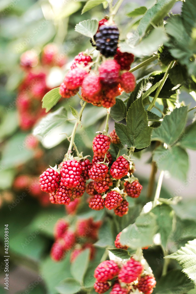 Close-up of fresh blackberries in garden Close-up of fresh blackberries in garden