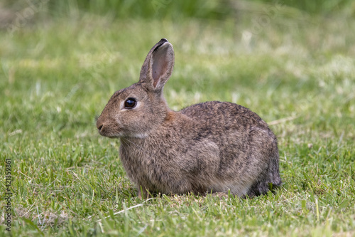 Australian Feral Rabbit in field