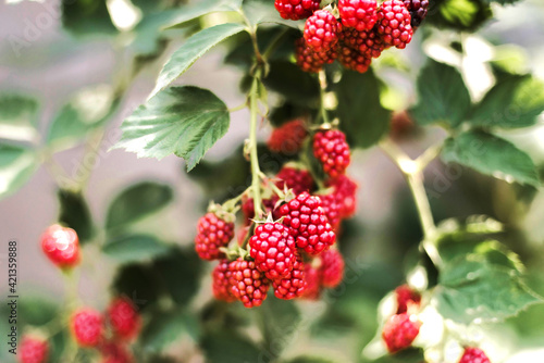 Close-up of fresh blackberries in garden