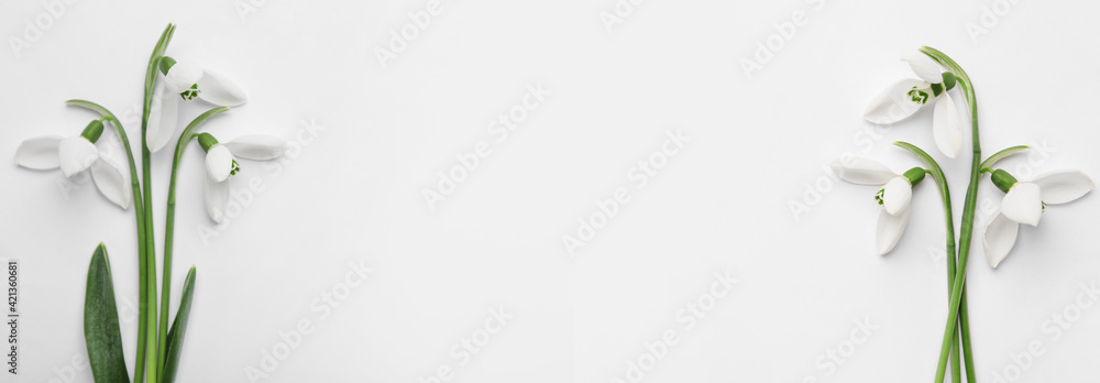 Beautiful snowdrops on white background, flat lay. Banner design