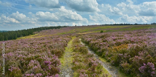 A large heathland in bloom on the impact area and the Tok plateau in the former military area, today the Brdy Protected Landscape Area, a popular tourist destination