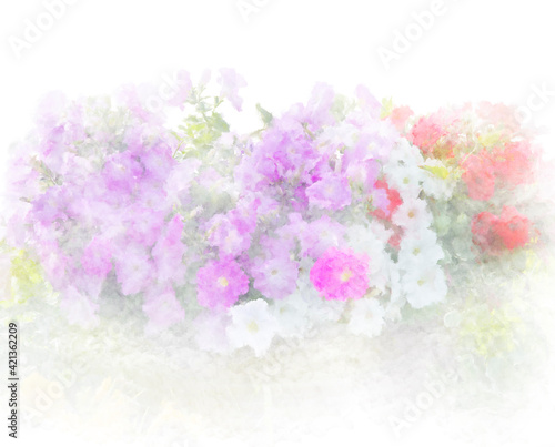 Petunia flowers watercolor painting