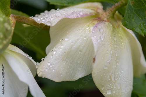 lily of the valley in the rain