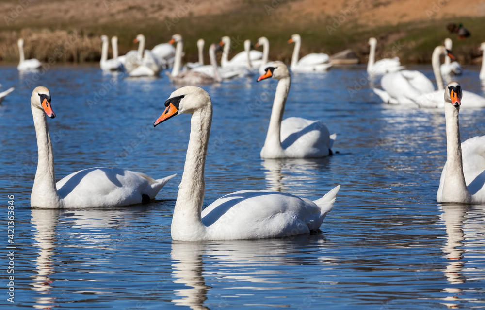 Obraz premium swans in spring