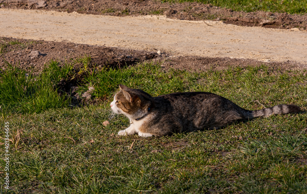 cat hunting in the garden