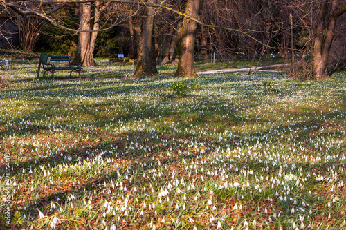 Obraz na płótnie spring flowers in the park w salonie