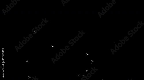 In spring and summer, dandelion seeds fly upwards, Use it to enhance any video presentation or animation movie or Cinematic clips or film project, Isolated by Alpha channel (transparent background)