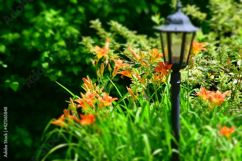 lantern in the park