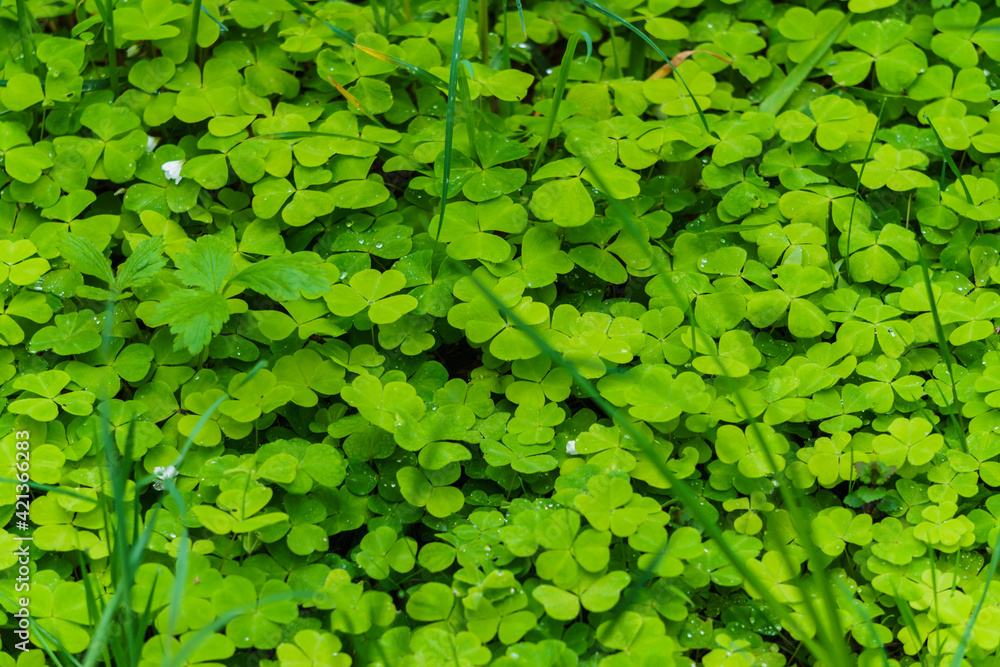 Fototapeta premium The ground in the forest is covered with green leaves of hare cabbage.