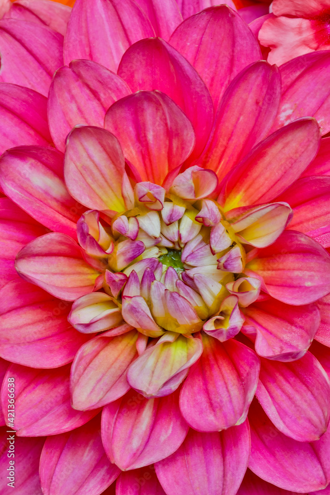 Close-up of pink Dahlia