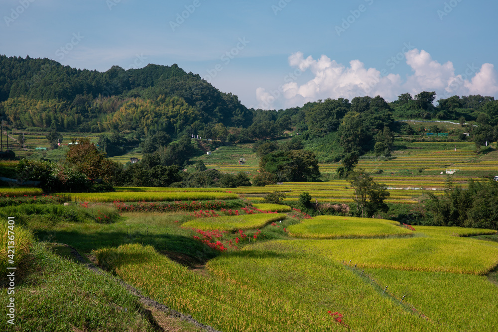 Obraz premium 田園風景